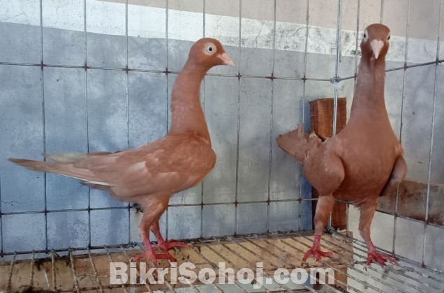 ARBA fancy Pigeon farm